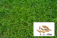 Photo semences et plantes : Ray-grass d’Italie