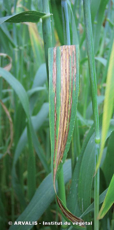 Stries de l'orge - Maladie sur Orge, ARVALIS-infos.fr