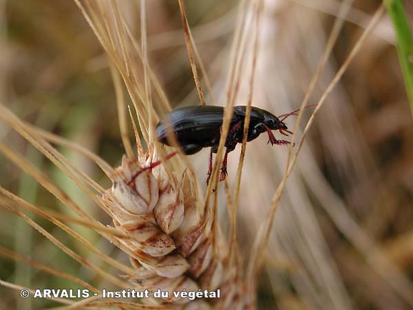 Zabre - Ravageur sur Orge, ARVALIS-infos.fr